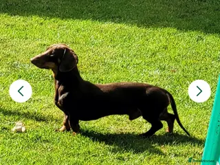 Chiweenie dogs Rehoming loving family Dachshund - Advert 4