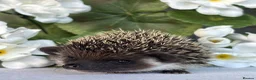Pygmy Hedgehog rodents for sale: African Pygmy Hedgehog  - Advert 2