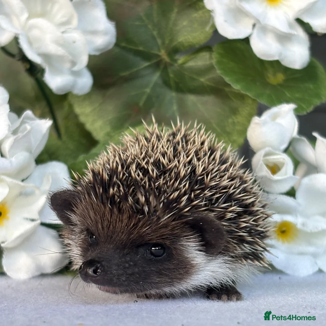 Pygmy Hedgehog rodents for sale: African Pygmy Hedgehog  - Advert 2
