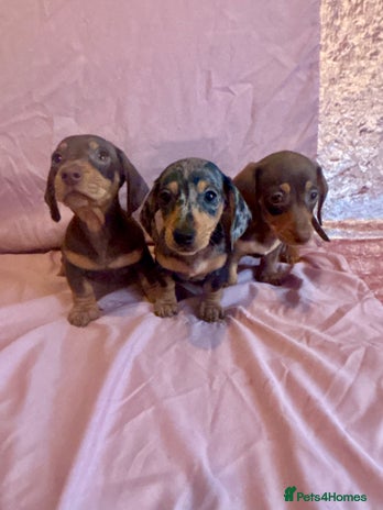 Miniature Dachshund dogs - Advert 1