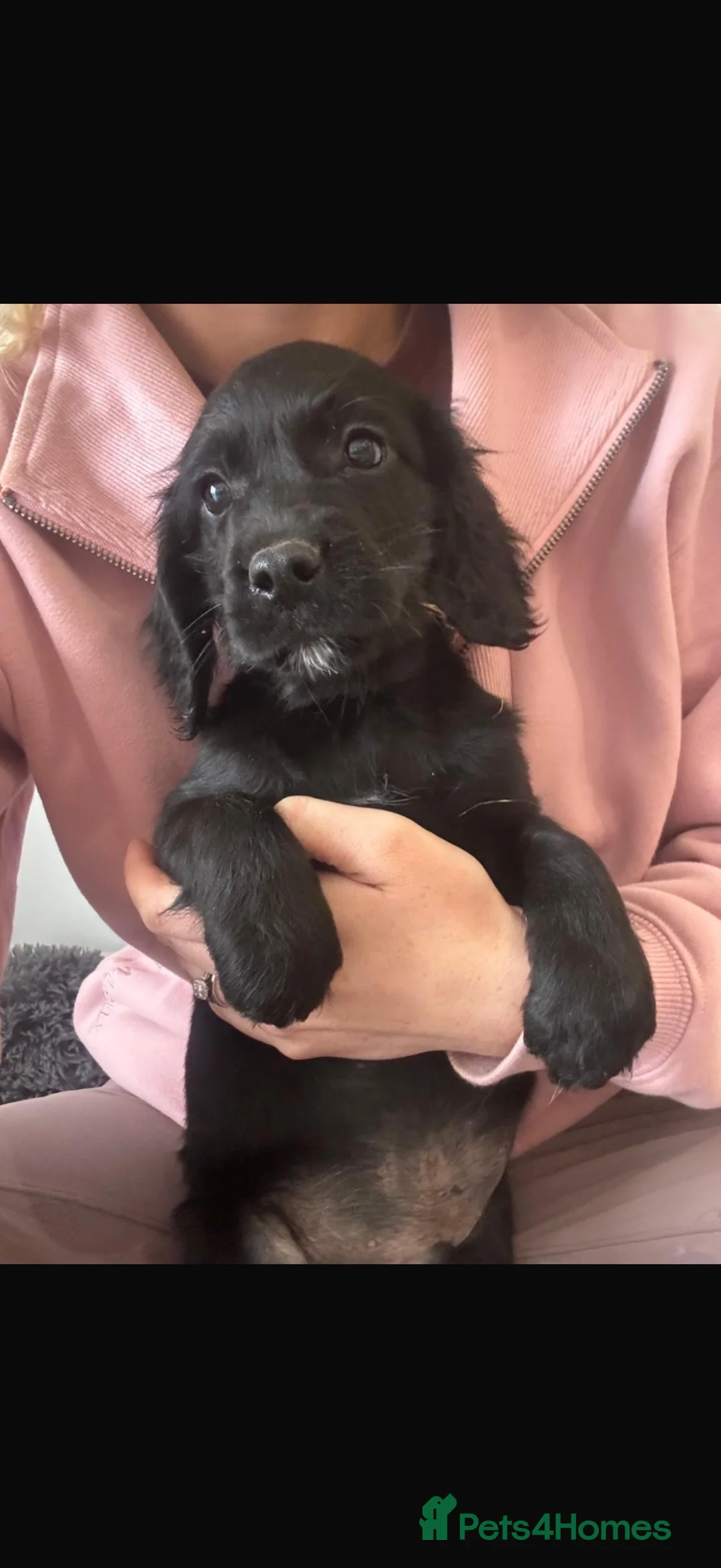 Sprocker dogs for sale: Stunning sprocker spaniel puppies  in Sheffield - Advert 1