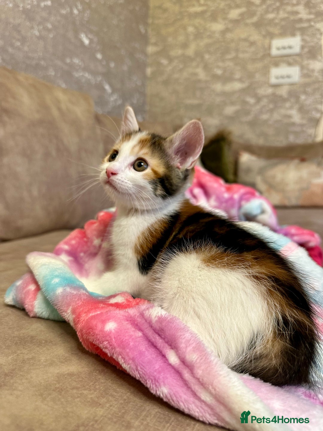Mixed Breed cats for sale: Super cute and well behaved kittens - Image 2
