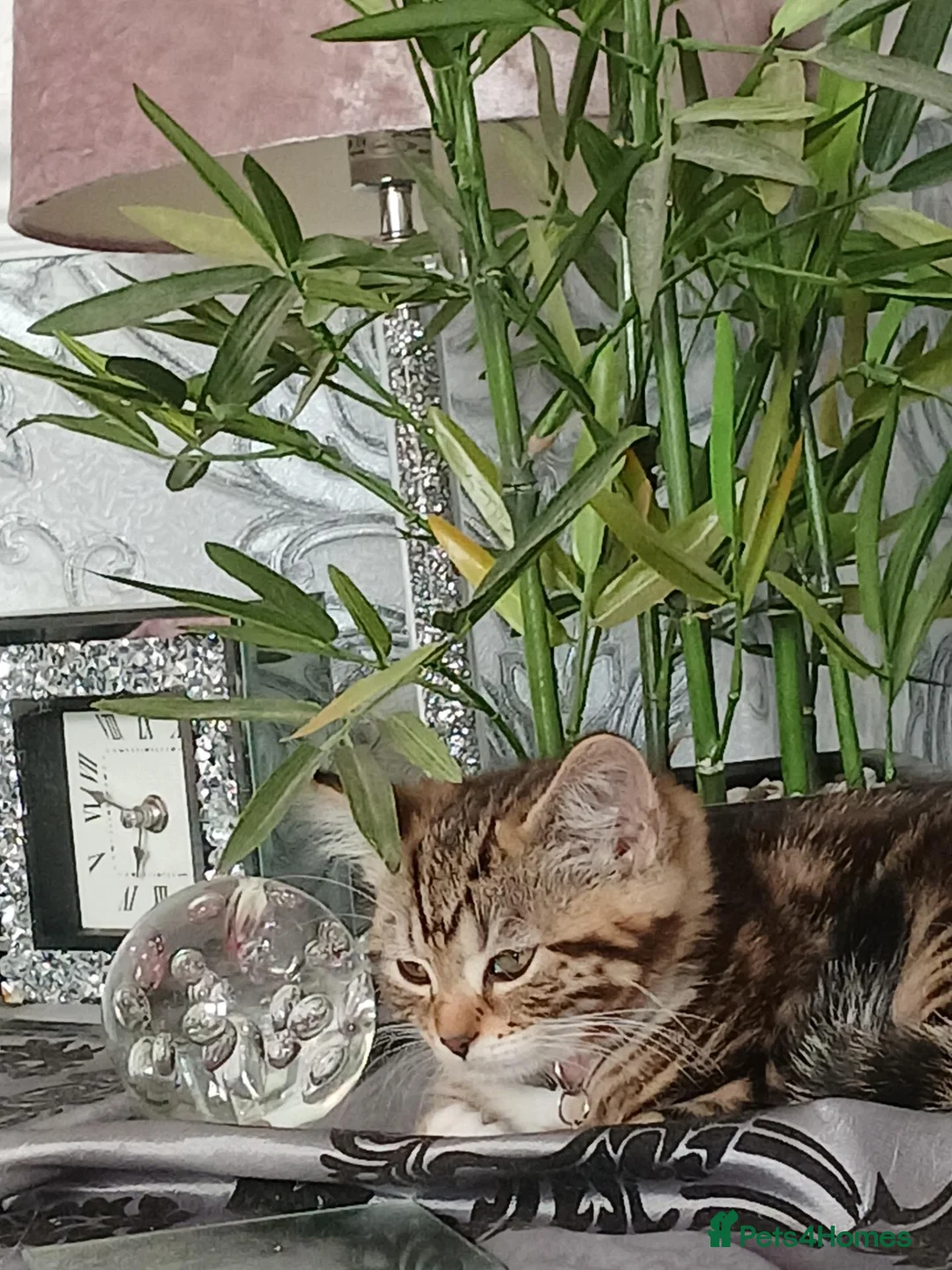 Mixed Breed cats for sale: Tabby female in Bishop Auckland - Advert 14