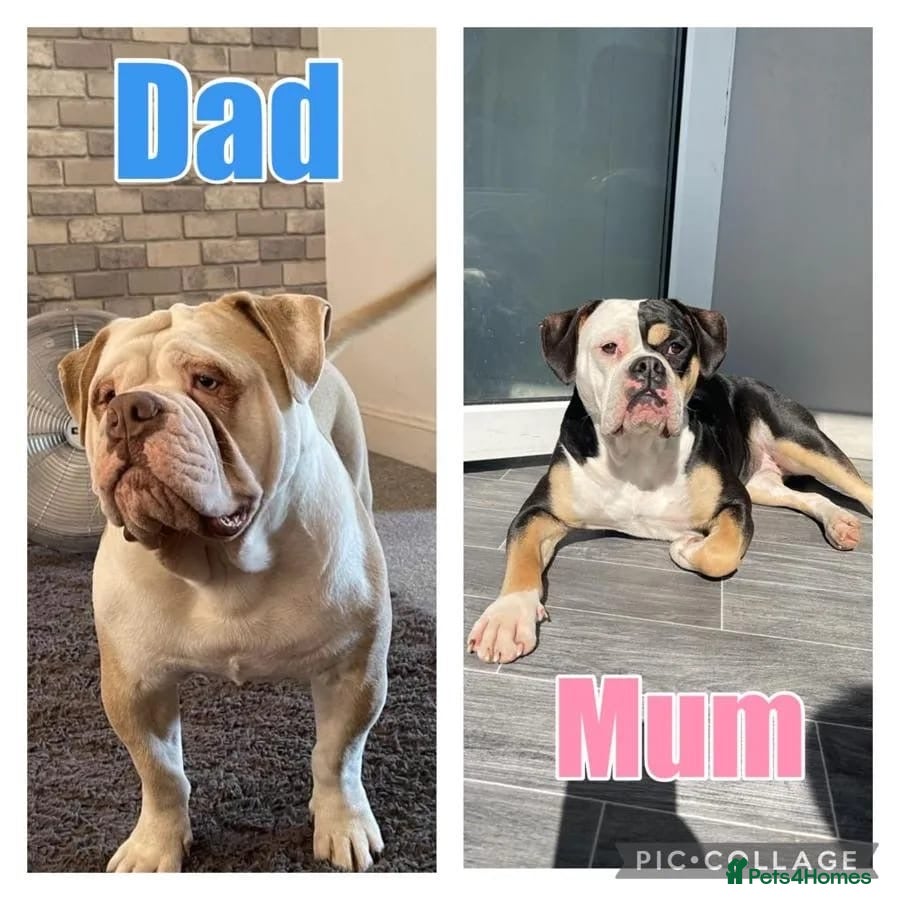Olde English Bulldogge dogs 12 olde English bulldogs  - Advert 2