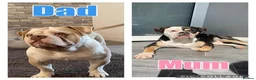 Olde English Bulldogge dogs for sale: READY TO LEAVE 3 old English bulldog  - Advert 10