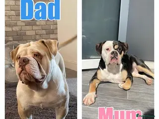 Olde English Bulldogge dogs 12 olde English bulldogs - Advert 2
