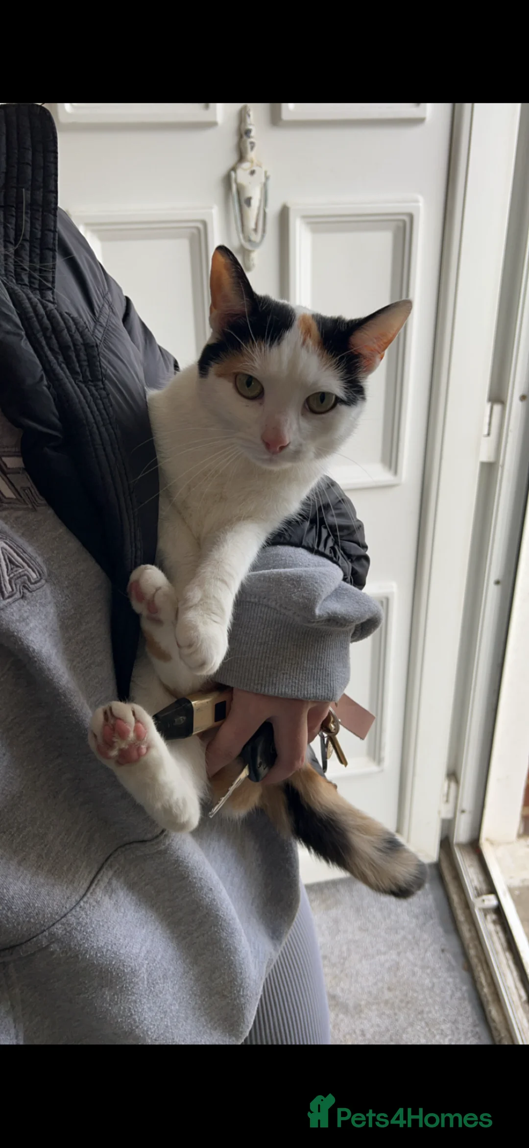Mixed Breed cats for sale: Cat for rehome  - Advert 2