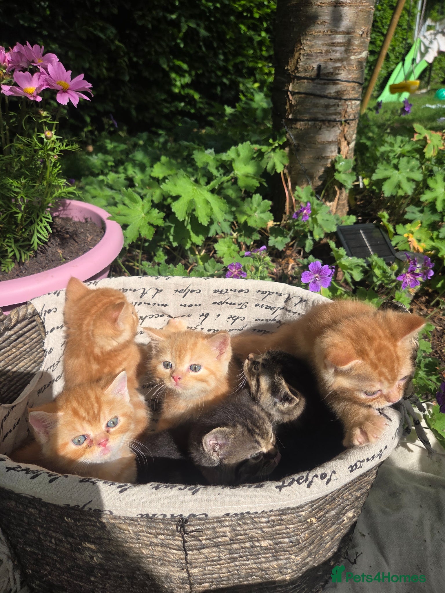 Persian cats for sale: Persian Cross tabby kittens for sale  in Warminster - Advert 1