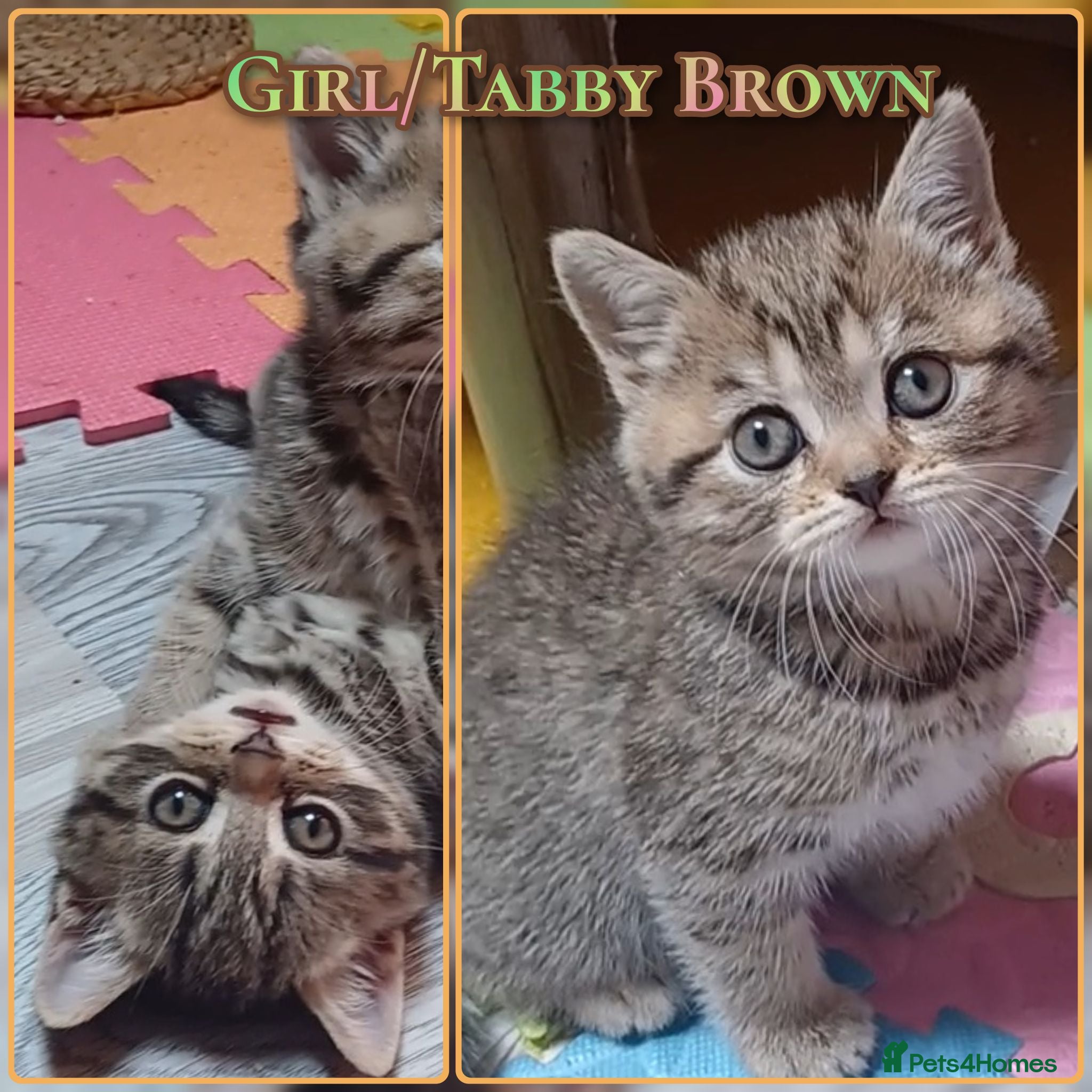 British Shorthair cats British Shorthair - Advert 8