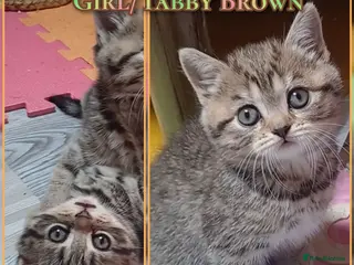British Shorthair cats British Shorthair - Advert 8