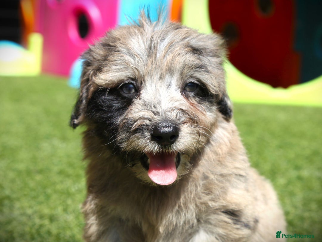 Bordoodle dogs for sale: Bordoodles Raised Right ✨ - Image 14