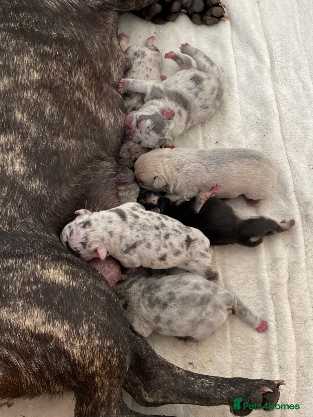 French Bulldog dogs for stud: Lilac merle French bulldog for stud  in Stevenage - Advert 18