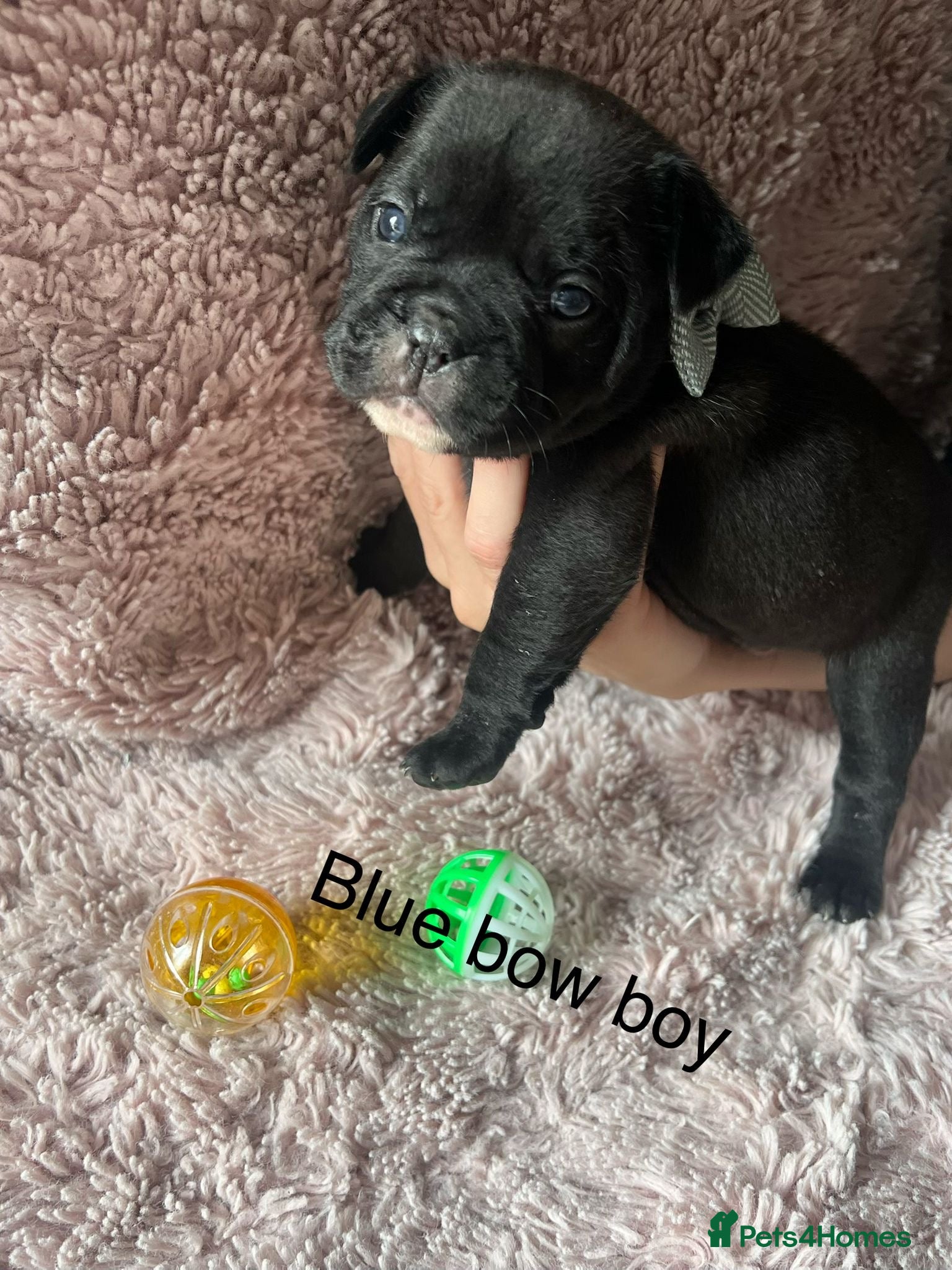 Mixed Breed dogs for sale: 🐾 French Bulldog × Olde English Bulldog Pups 🐾 - Advert 3