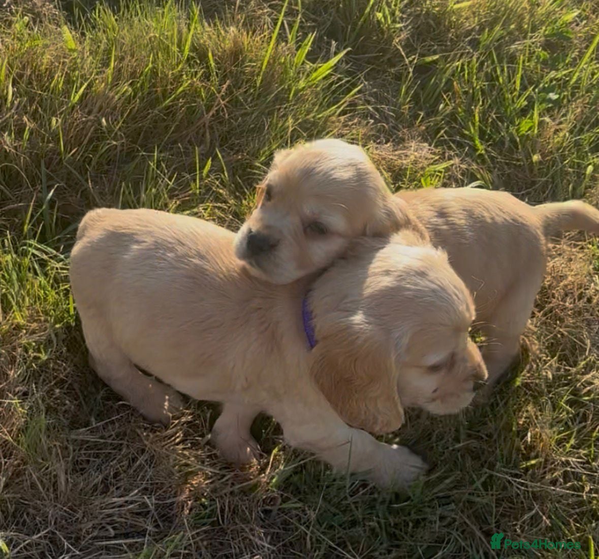 Cocker Spaniel dogs Show type cockers Ready Now!!  - Advert 1