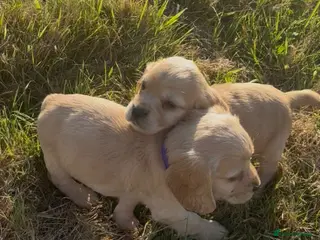 Cocker Spaniel dogs Show type cockers Ready Now!! - Advert 1