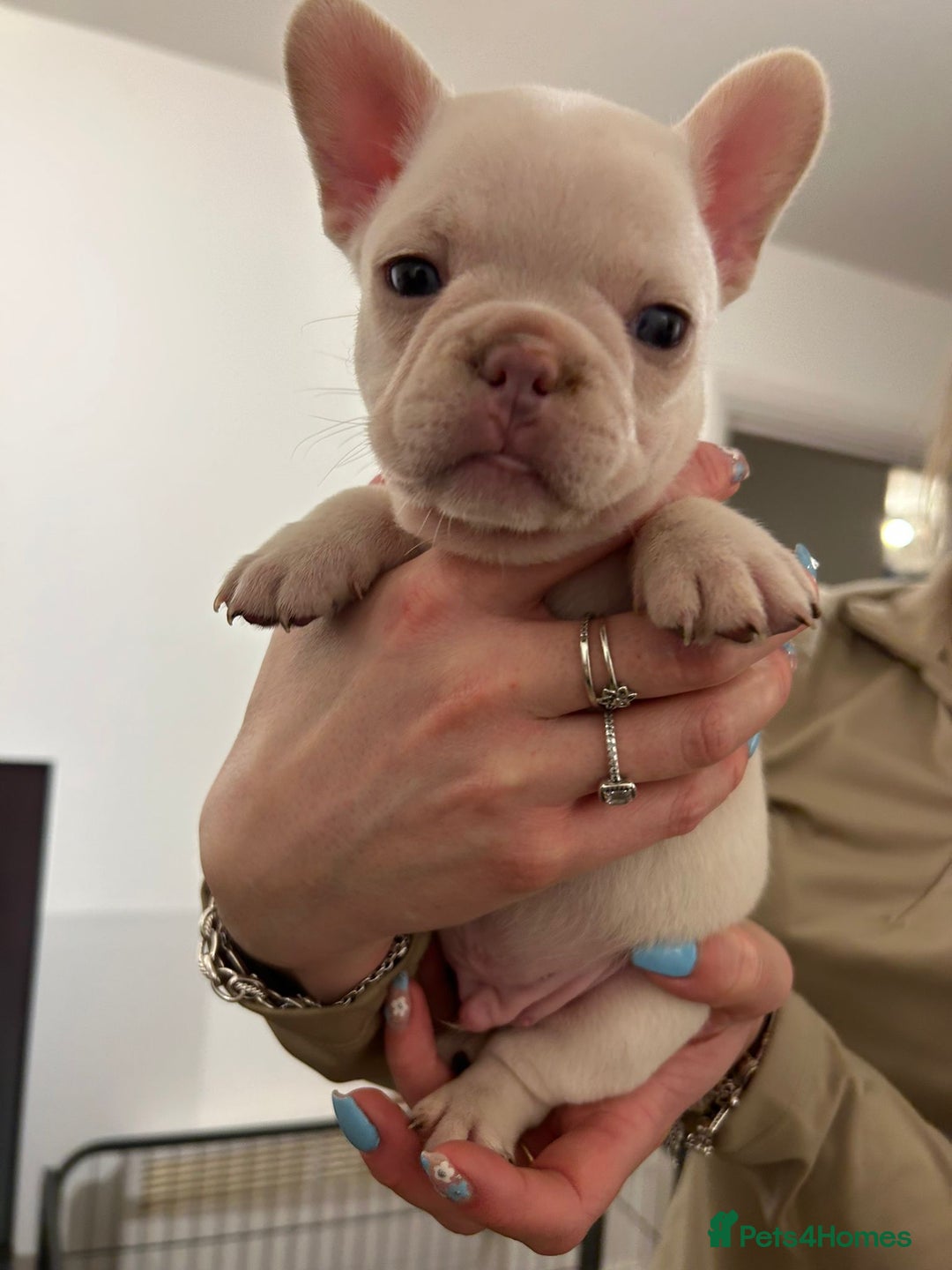 French Bulldog dogs for sale: French bulldog pups! - Image 4