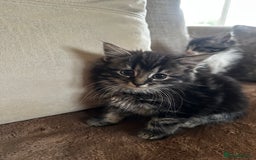 Siberian cats for sale: 5 beautiful miniature kittens  - Advert 6