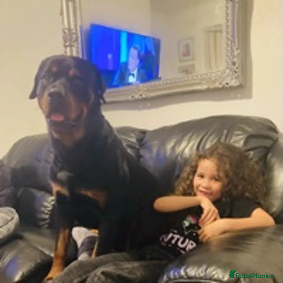 Rottweiler dogs for stud: •PROVEN •Very experienced stunning Rottweiler Stud in Doncaster - Advert 14