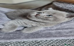 British Shorthair cats for sale: 🐾 British Shorthair Blue – 4 Female Kittens  - Image 2