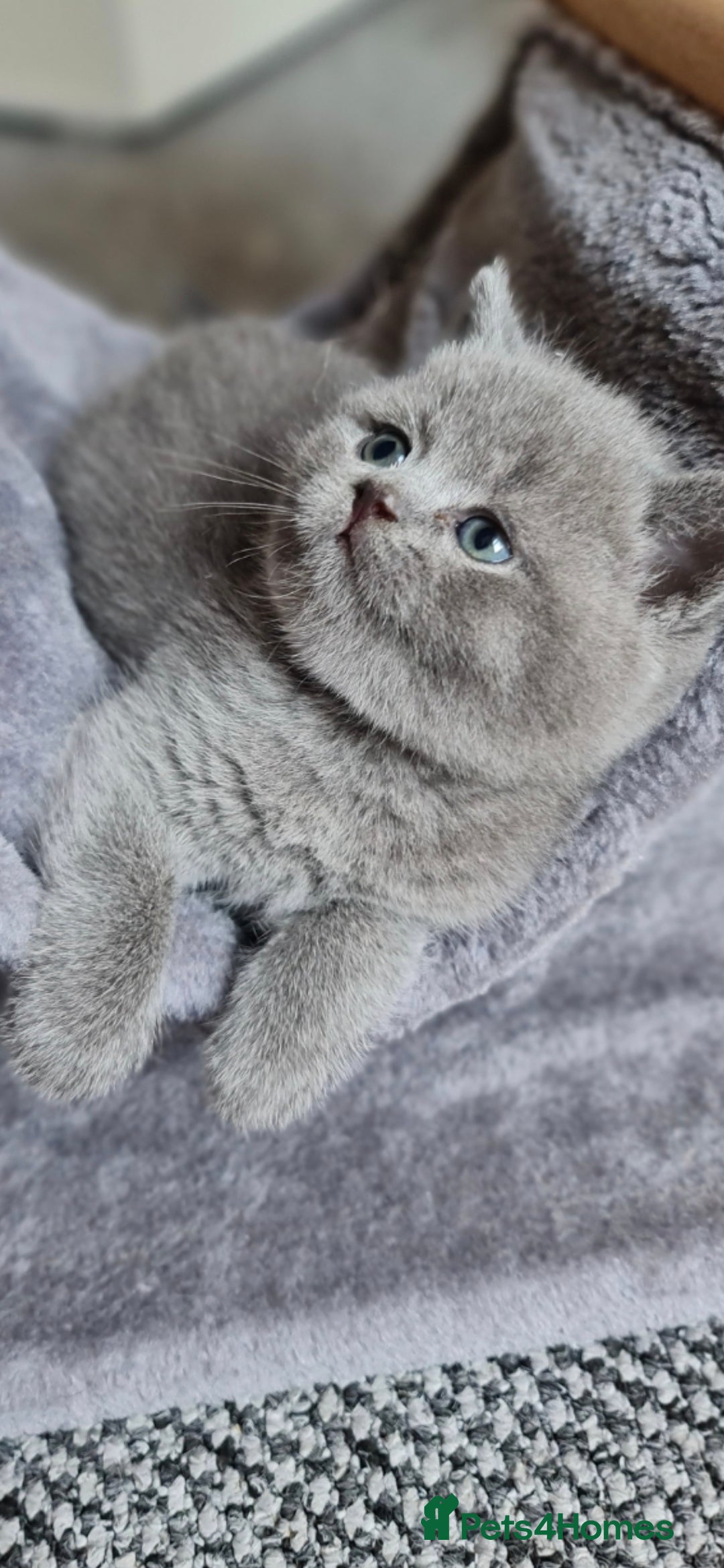 British Shorthair cats for sale: 🐾 British Shorthair Blue – 4 Female Kittens  - Image 2