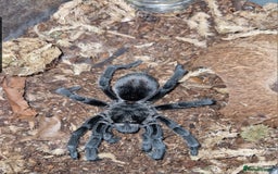Tarantulas invertebrates for sale: Mature male Grammostola pulchra  - Image 1