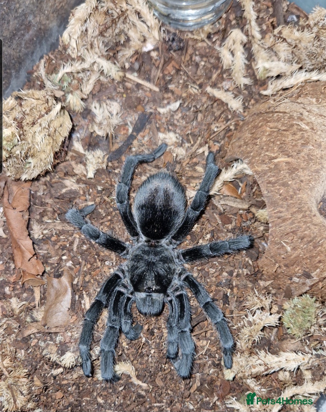 Tarantulas invertebrates for sale: Mature male Grammostola pulchra  - Image 1
