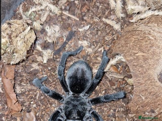 Tarantulas invertebrates - Advert 1