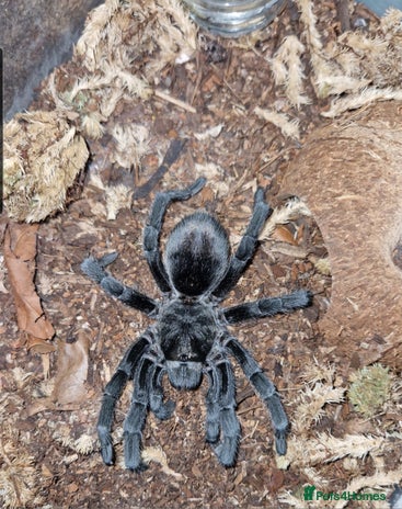 Tarantulas invertebrates - Advert 1
