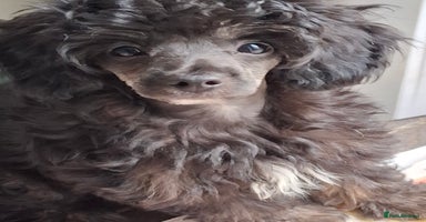 Mixed Breed dogs - Advert 11