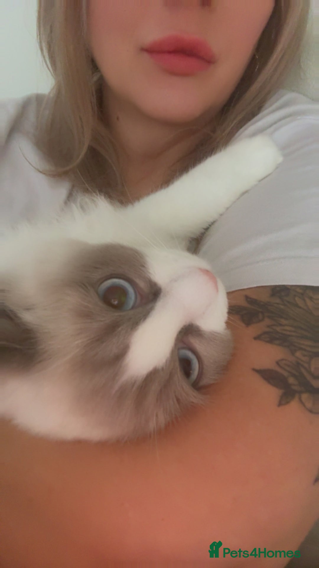 Ragdoll cats for sale: Ragdoll princess😻 - Advert 6