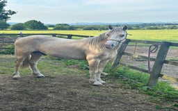 Welsh Section D horses for sale: Stunning palomino Section D - Image 3