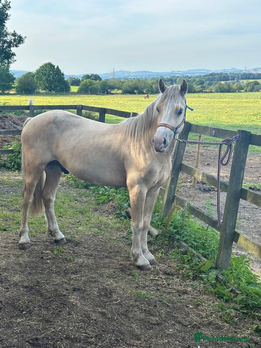 Welsh Section D horses for sale: Stunning palomino Section D - Image 3
