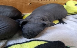 Guinea Pig rodents for sale: Baby Male Skinny Pigs For Sale  - Image 7