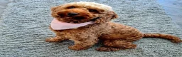 Cockapoo dogs for sale: Rehome cockapoo - Advert 3