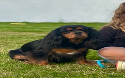Cavalier King Charles Spaniel dogs for sale: Black & Tan Cavalier King Charles Spaniels - Advert 7