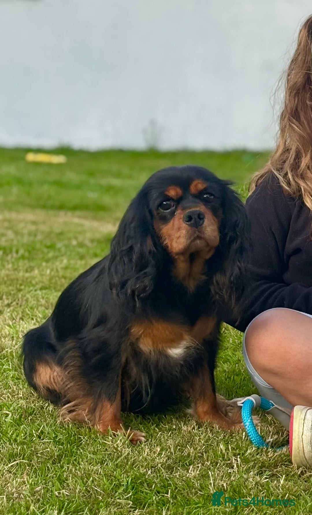 Cavalier King Charles Spaniel dogs for sale: Black & Tan Cavalier King Charles Spaniels - Advert 7
