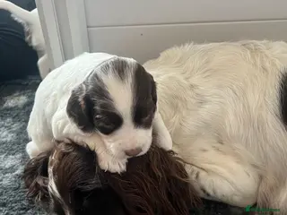 English Springer Spaniel dogs Pretty liver and white Springer Spaniels - Advert 12