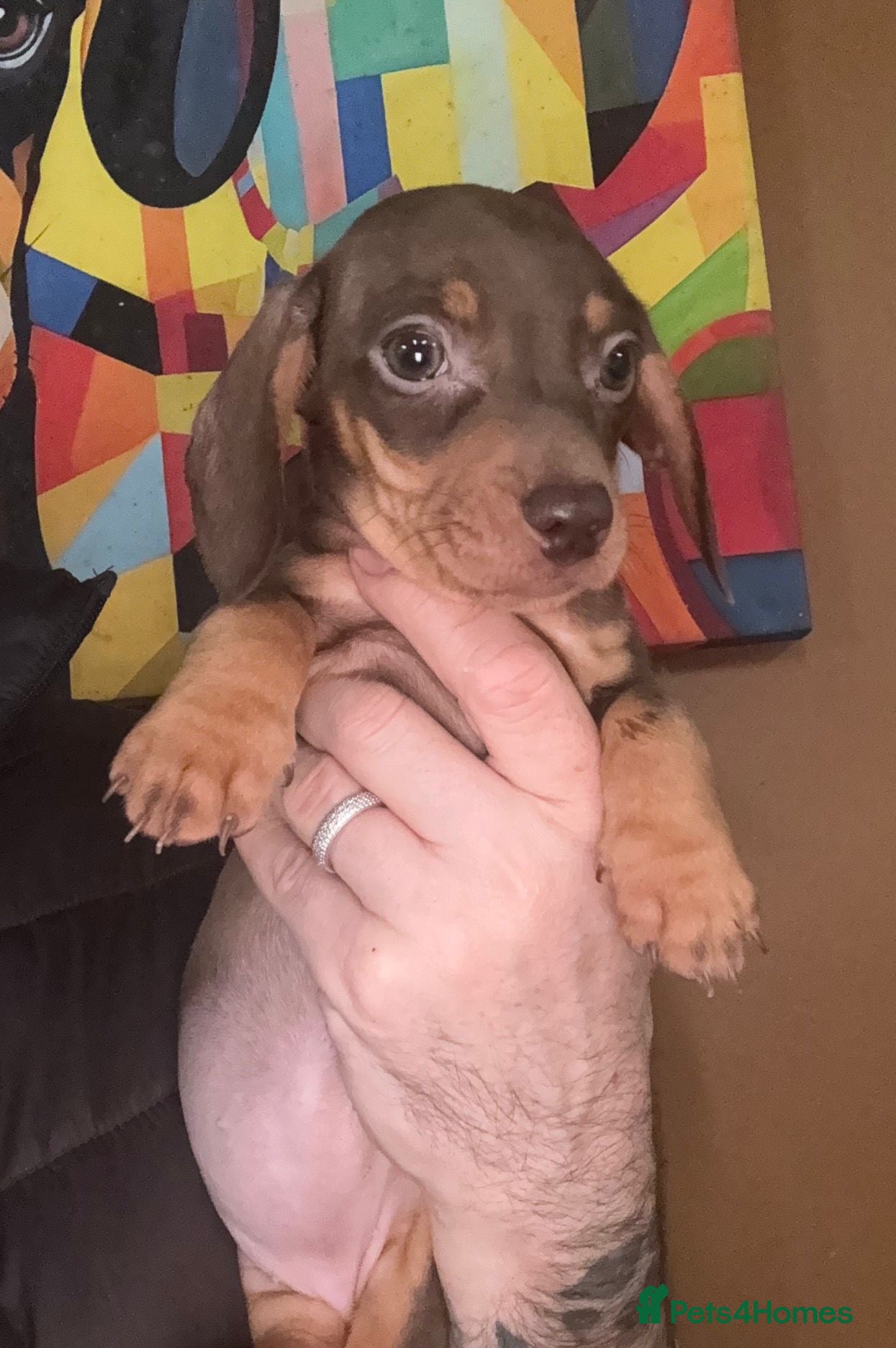 Miniature Dachshund dogs Last KC Chocolate Girl  - Advert 1