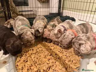 French Bulldog dogs Incredible blue eyes. 7 Merle 1 black. Best on net - Advert 7