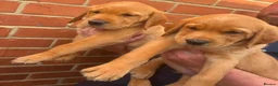Goldador dogs for sale: Health Tested Goldador Puppies - Advert 6