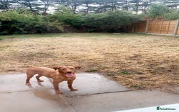 Labrador Retriever dogs for sale: Female fox red lab - Image 2