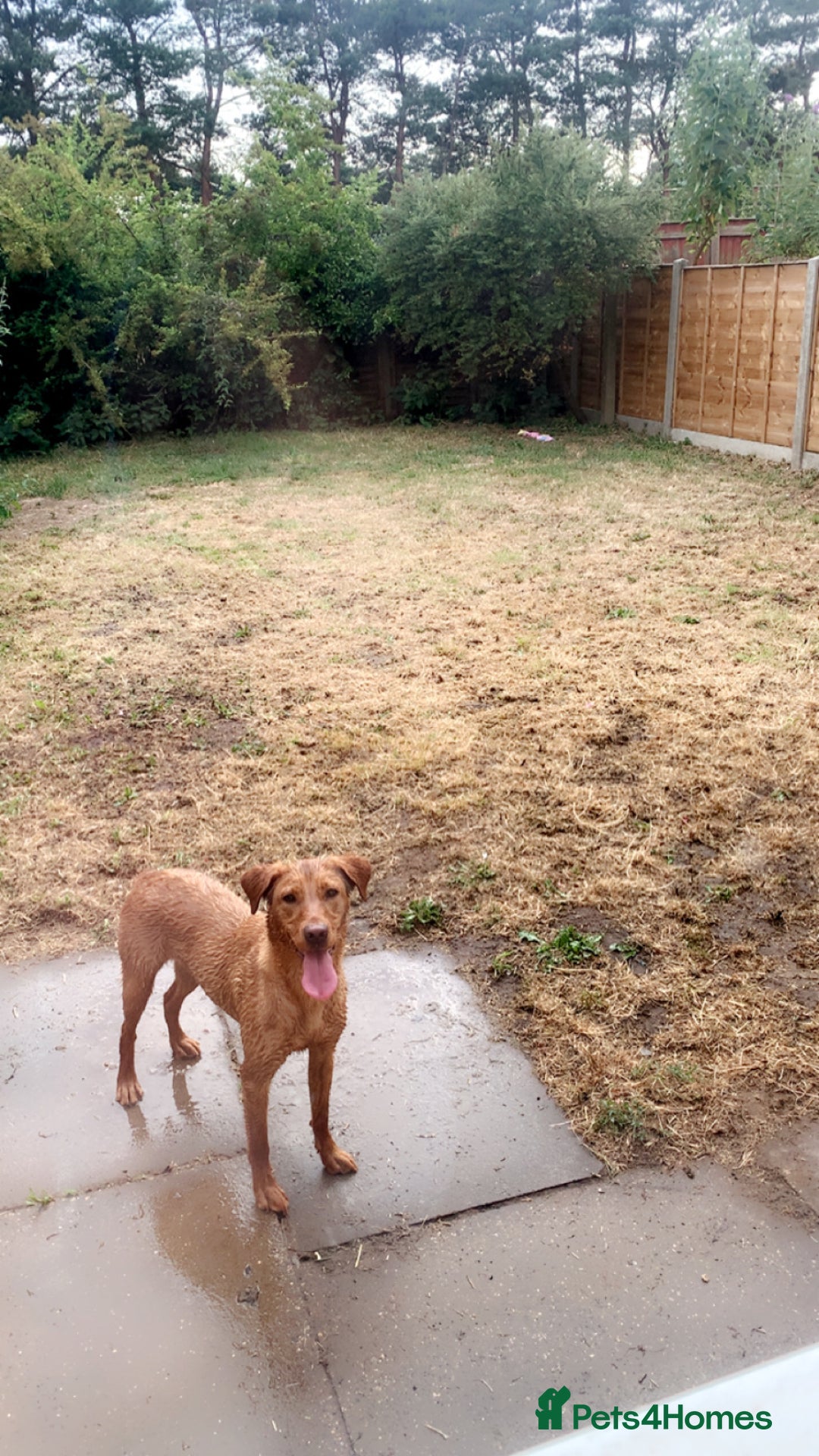 Labrador Retriever dogs for sale: Female fox red lab - Image 2
