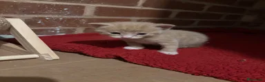 Ginger kitten 