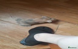 Mini Lop rabbits for sale: Beautiful lops for sale  - Image 9