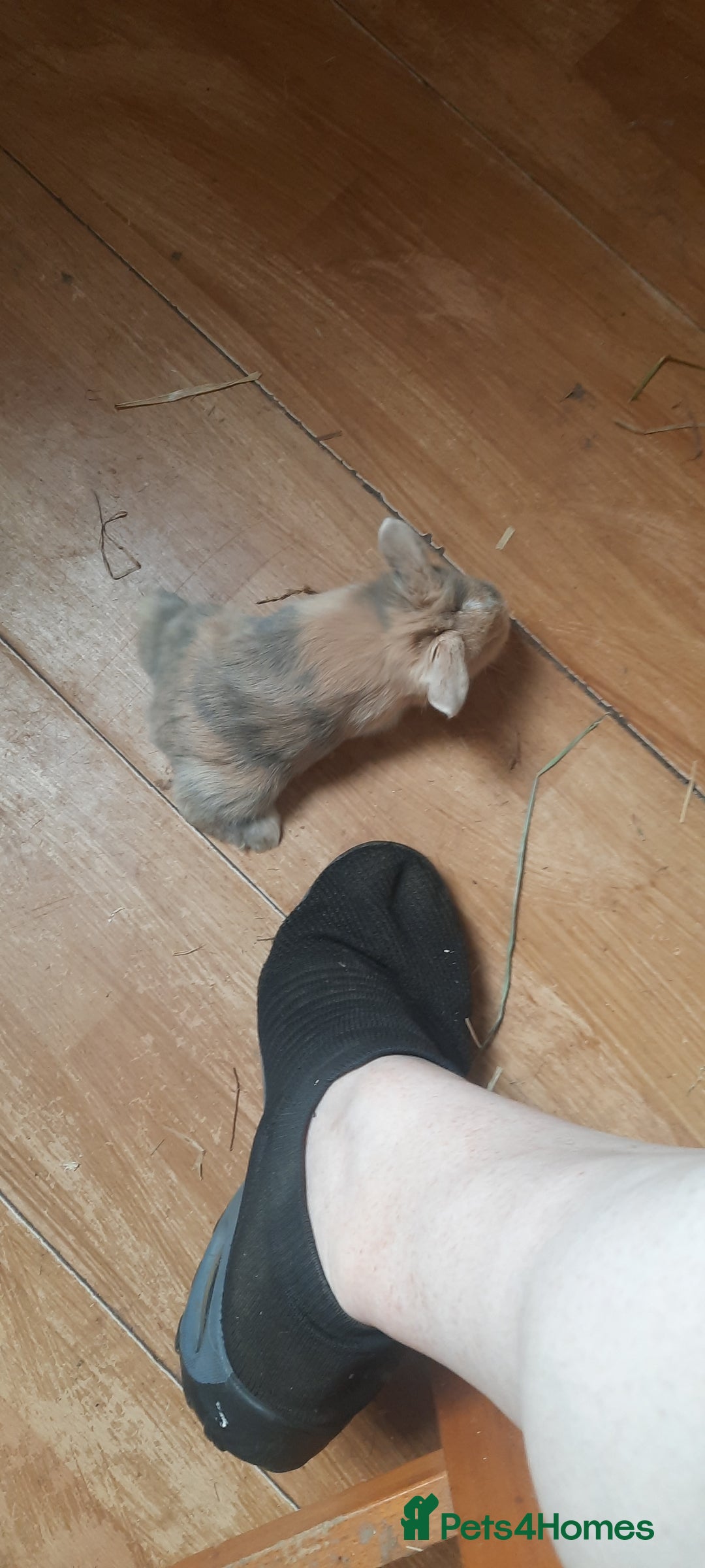 Mini Lop rabbits for sale: Beautiful lops for sale  - Image 9