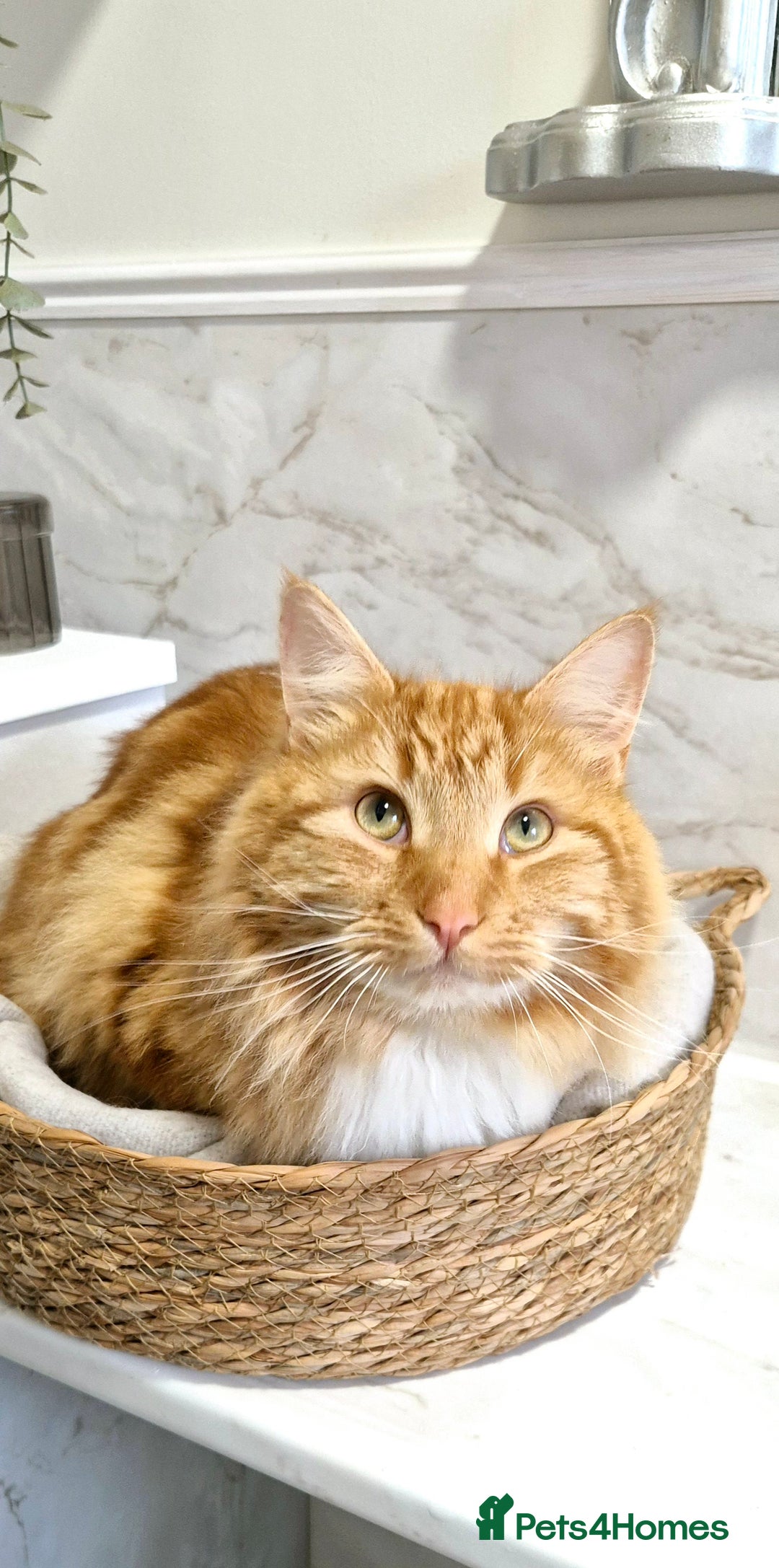 Turkish Angora cats for sale: Ginger Turkish Angora- looking for a new home♡ - Advert 2