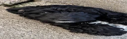 Sproodle dogs for sale: Stunning F1 Sproodles  - Advert 4