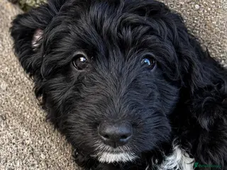 Sproodle dogs Stunning F1 Sproodles - Advert 1