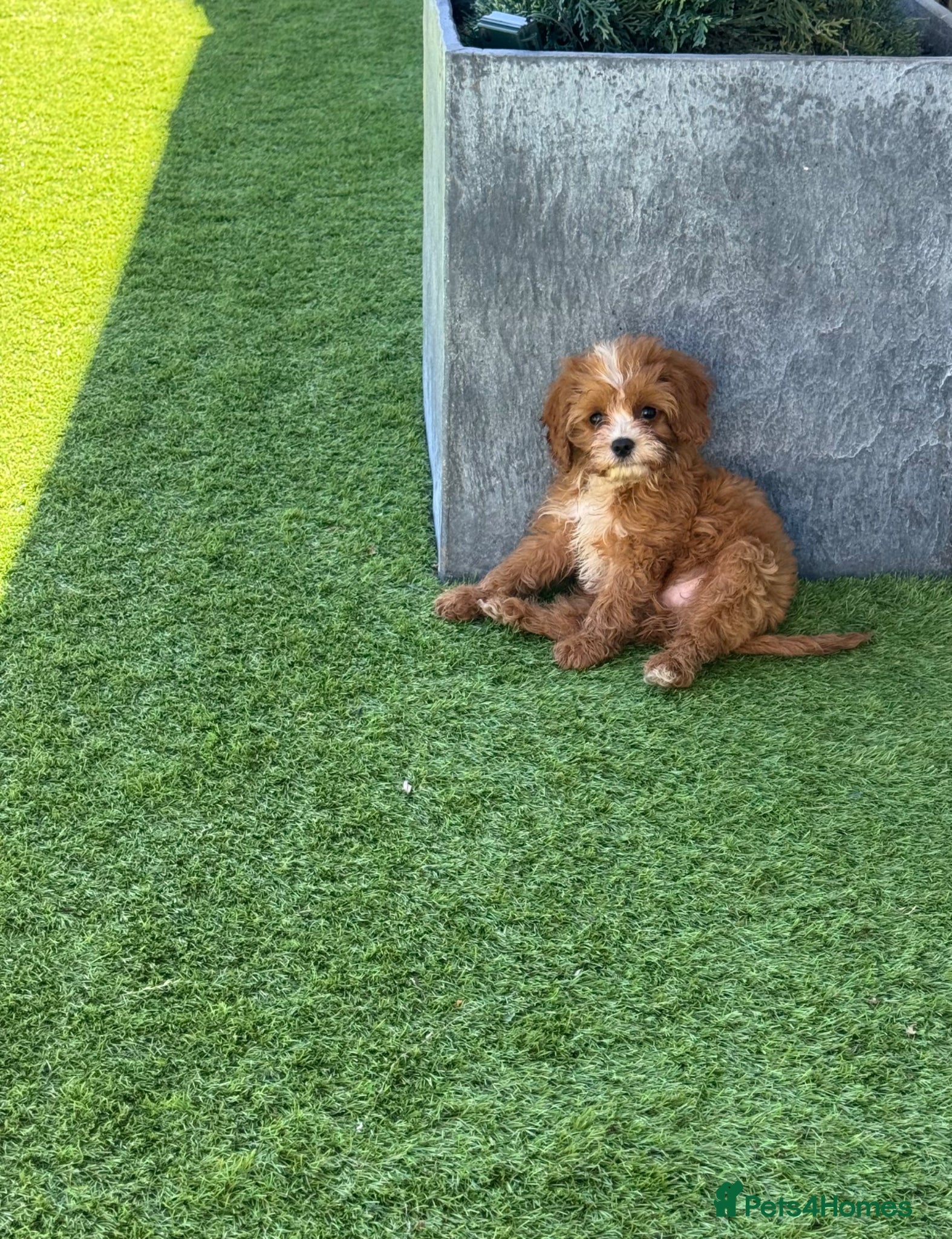 Cavapoo dogs Stunning F1 toy cavapoos  - Advert 1