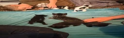 Mixed Breed cats for sale: 6 playful kittens for sale  - Advert 32